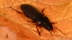 Behaarter Erdbeersamenlaufkäfer (1).jpg